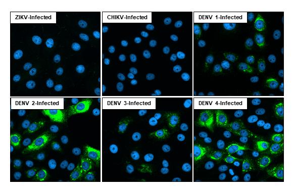 Dengue Virus 2 Envelope Antibody (HL2089) - Azide and BSA Free