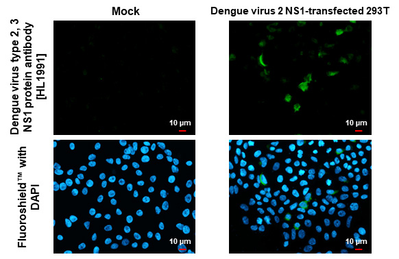 Dengue Virus NS1 protein Antibody (HL1991) - Azide and BSA Free