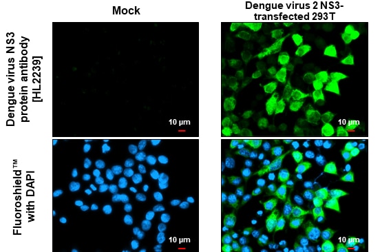 Dengue Virus NS3 Antibody (HL2239) - Azide and BSA Free