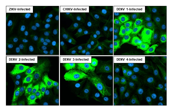 Dengue Virus NS3 Antibody (HL2239) - Azide and BSA Free
