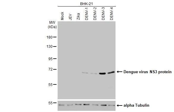 Dengue Virus NS3 Antibody (HL2239) - Azide and BSA Free