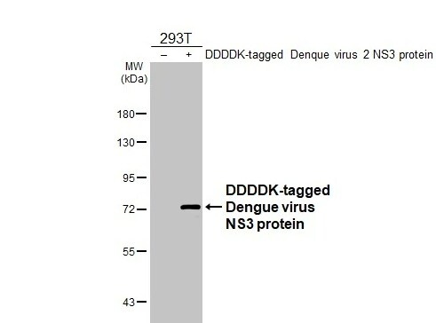 Dengue Virus NS3 Antibody (HL2239) - Azide and BSA Free