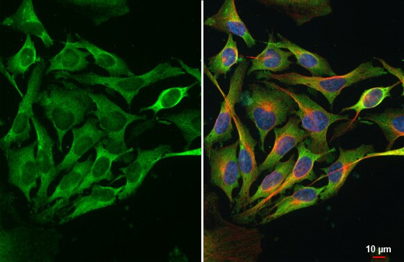 Dicer Antibody (HL1232) - Azide and BSA Free