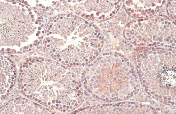 Dicer Antibody (HL1232) - Azide and BSA Free