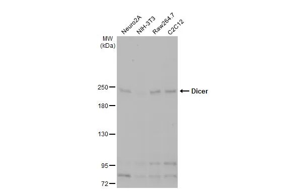 Dicer Antibody (HL1232) - Azide and BSA Free
