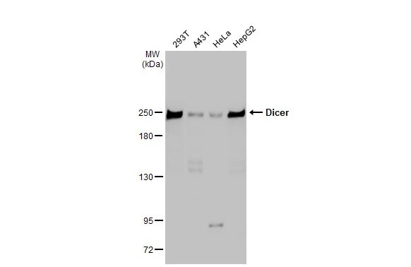 Dicer Antibody (HL1232) - Azide and BSA Free
