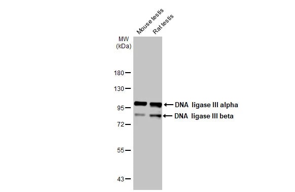DNA Ligase III Antibody (HL2280) - Azide and BSA Free