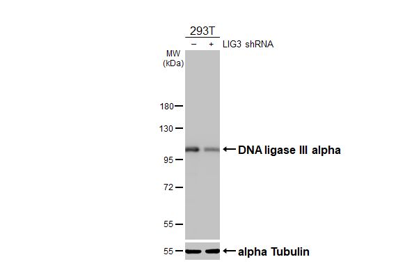 DNA Ligase III Antibody (HL2280) - Azide and BSA Free