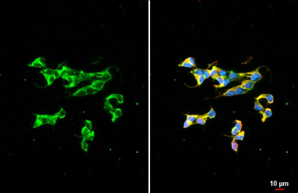 Dopamine beta-Hydroxylase Antibody (HL1163) - Azide and BSA Free