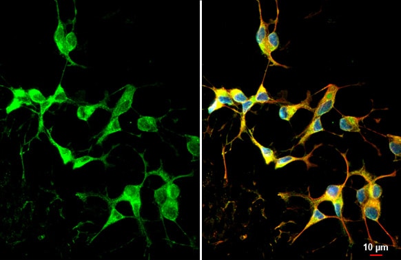 Dopamine D2R/DRD2 Antibody (HL1478) - Azide and BSA Free