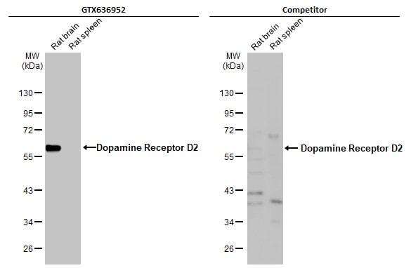 Dopamine D2R/DRD2 Antibody (HL1478) - Azide and BSA Free