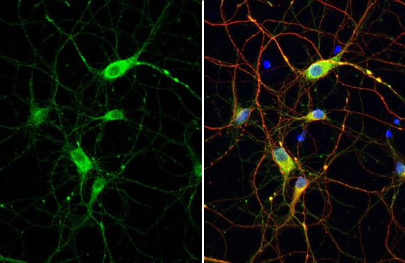 Dopamine D2R/DRD2 Antibody (HL1478) - Azide and BSA Free