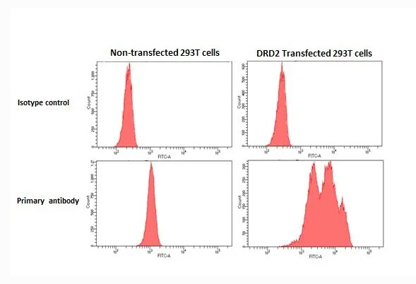 Dopamine D2R/DRD2 Antibody (HL1584) - Azide and BSA Free