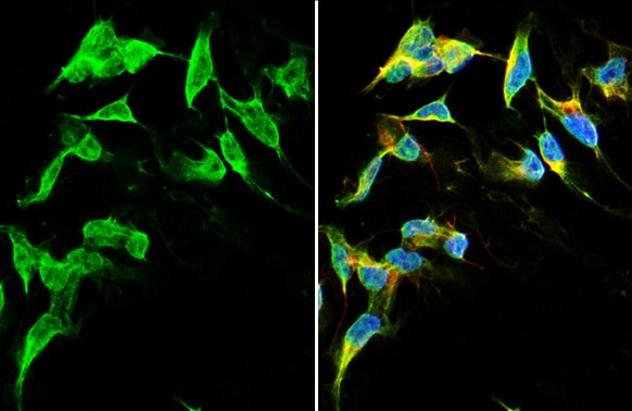 Dopamine D2R/DRD2 Antibody (HL1584) - Azide and BSA Free
