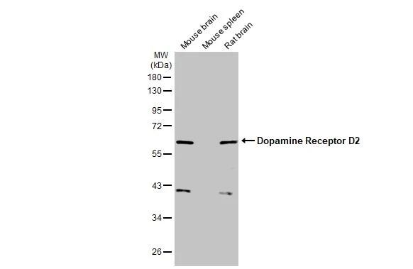 Dopamine D2R/DRD2 Antibody (HL1584) - Azide and BSA Free