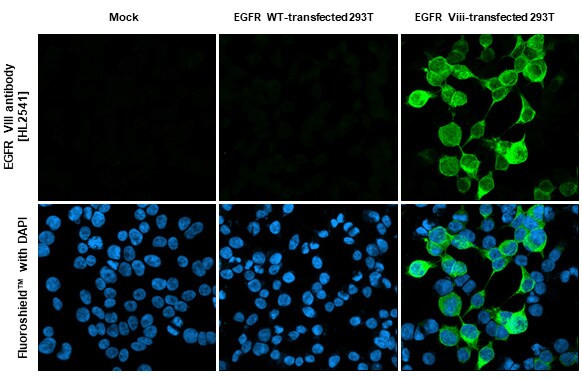EGFR Antibody (HL2541) - EGFRvIII, Mutant - Azide and BSA Free