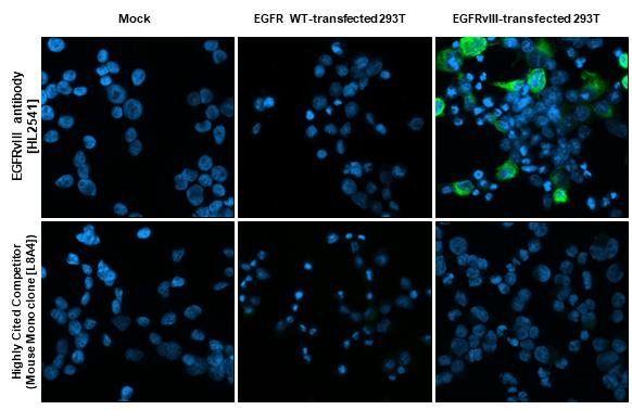 EGFR Antibody (HL2541) - EGFRvIII, Mutant - Azide and BSA Free