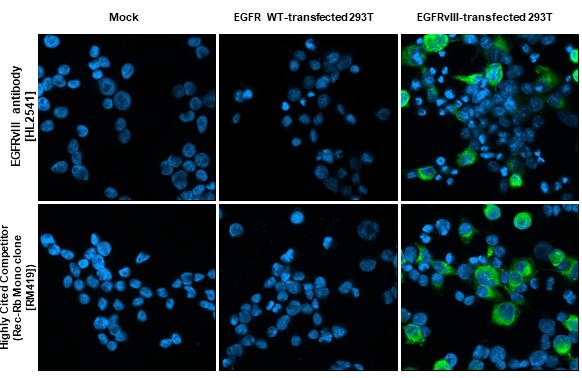 EGFR Antibody (HL2541) - EGFRvIII, Mutant - Azide and BSA Free