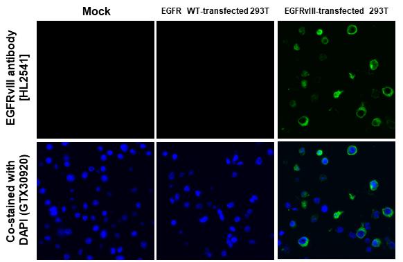 EGFR Antibody (HL2541) - EGFRvIII, Mutant - Azide and BSA Free
