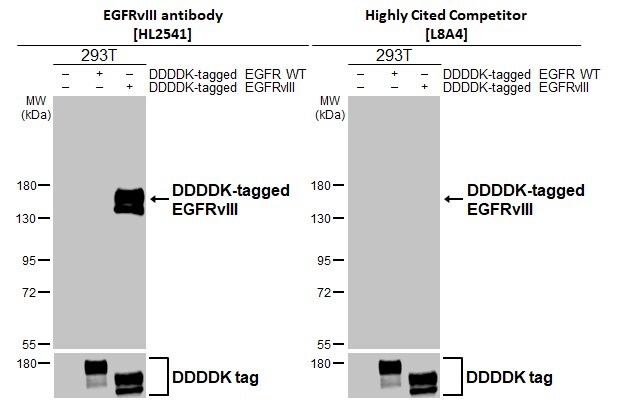 EGFR Antibody (HL2541) - EGFRvIII, Mutant - Azide and BSA Free
