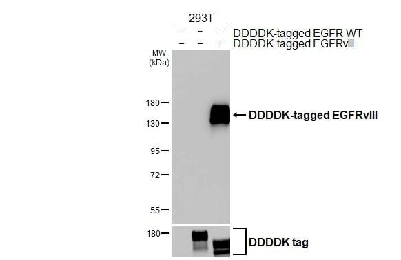 EGFR Antibody (HL2541) - EGFRvIII, Mutant - Azide and BSA Free