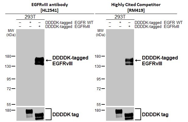 EGFR Antibody (HL2541) - EGFRvIII, Mutant - Azide and BSA Free