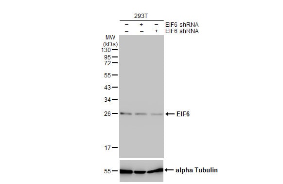 integrin beta 4 binding protein Antibody (HL1759) - Azide and BSA Free