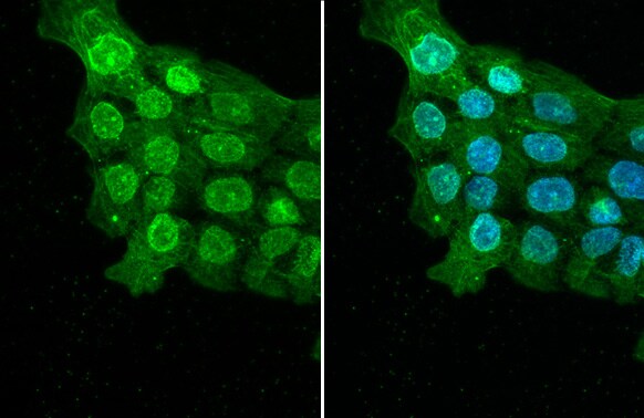 ELAVL2 Antibody (HL1978) - Azide and BSA Free