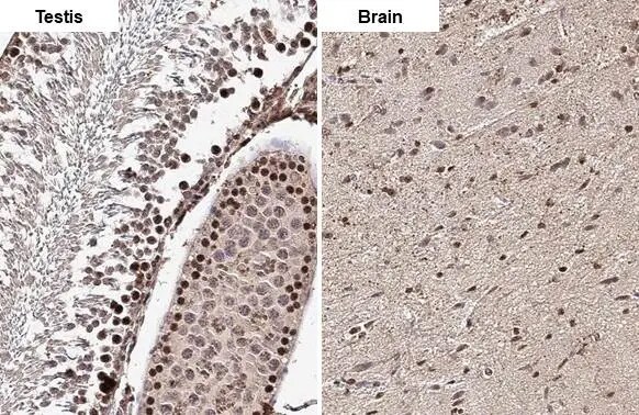ELAVL2 Antibody (HL1978) - Azide and BSA Free