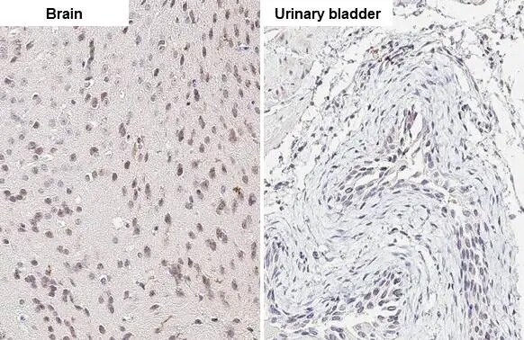 ELAVL2 Antibody (HL1978) - Azide and BSA Free
