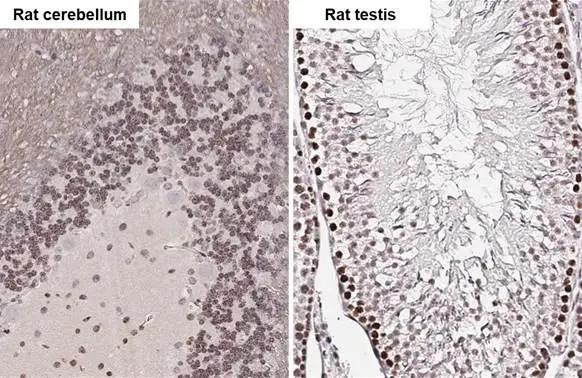 ELAVL2 Antibody (HL1978) - Azide and BSA Free