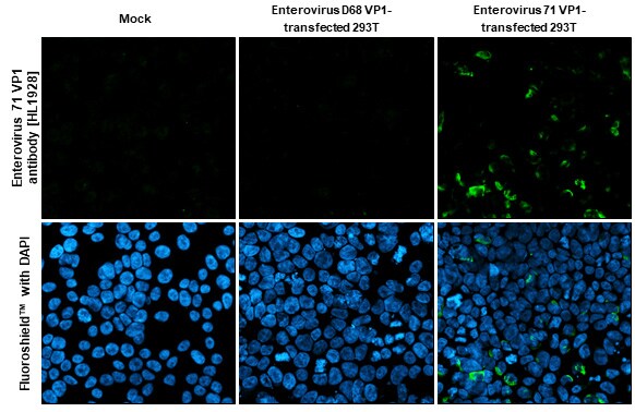 Enterovirus 71 VP1 Antibody (HL1928) - Azide and BSA Free