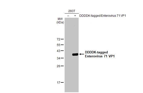Enterovirus 71 VP1 Antibody (HL1929) - Azide and BSA Free