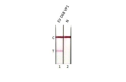 Enterovirus D68 VP1 Antibody (HL1997) - Azide and BSA Free