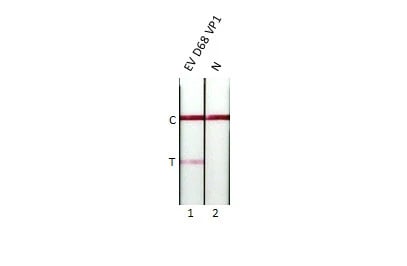 Enterovirus D68 VP1 Antibody (HL1997) - Azide and BSA Free