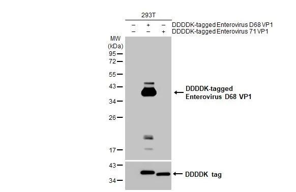 Enterovirus D68 VP1 Antibody (HL1997) - Azide and BSA Free