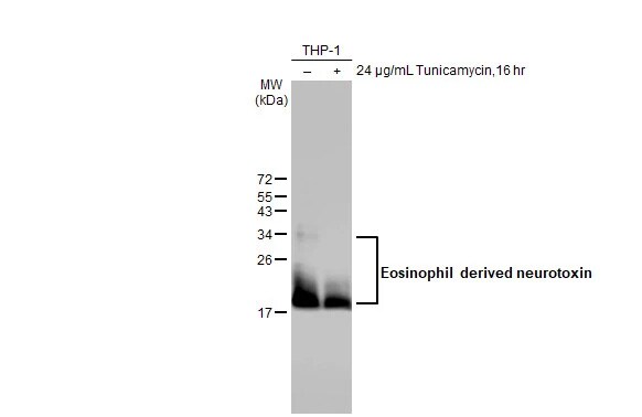 Eosinophil derived neurotoxin Antibody (HL2166) - Azide and BSA Free