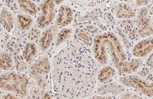 Eosinophil derived neurotoxin Antibody (HL2166) - Azide and BSA Free