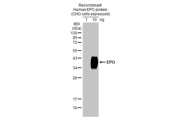 Erythropoietin/EPO Antibody (HL1793) - Azide and BSA Free