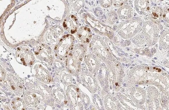 Erythropoietin/EPO Antibody (HL1794) - Azide and BSA Free