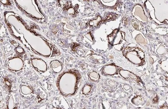 Erythropoietin/EPO Antibody (HL1794) - Azide and BSA Free