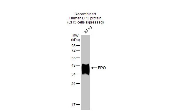 Erythropoietin/EPO Antibody (HL1794) - Azide and BSA Free