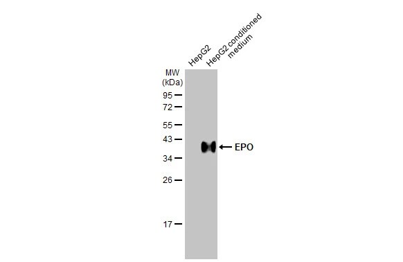 Erythropoietin/EPO Antibody (HL1794) - Azide and BSA Free