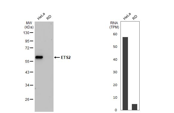 ETS2 Antibody (HL2258) - Azide and BSA Free