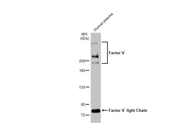 Factor V Antibody (HL2421) - Azide and BSA Free