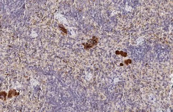 Factor V Antibody (HL2421) - Azide and BSA Free