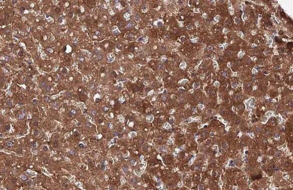Fumarylacetoacetate hydrolase Antibody (HL1970) - Azide and BSA Free