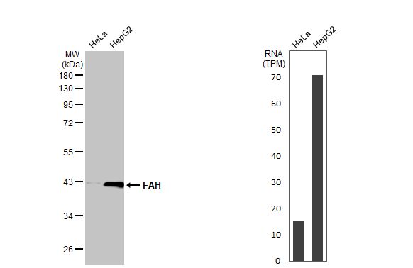 Fumarylacetoacetate hydrolase Antibody (HL1970) - Azide and BSA Free