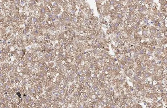 Fumarylacetoacetate hydrolase Antibody (HL1972) - Azide and BSA Free