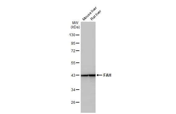 Fumarylacetoacetate hydrolase Antibody (HL1972) - Azide and BSA Free